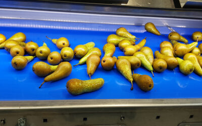 Une poire sous pression mais qui tient bon !