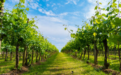 L’Union européenneau secours des vignerons